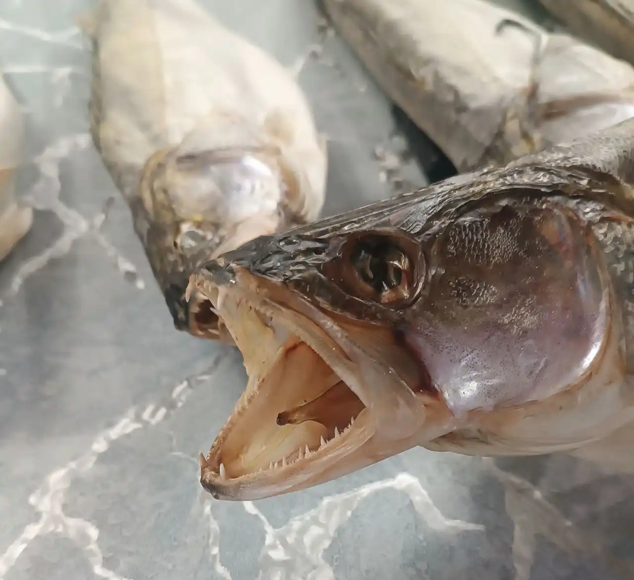 Вяленый Азовский судак