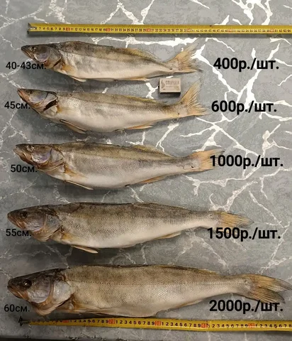 Вяленый Азовский судак домашнего посола - Хобби и отдых в Санкт-Петербург