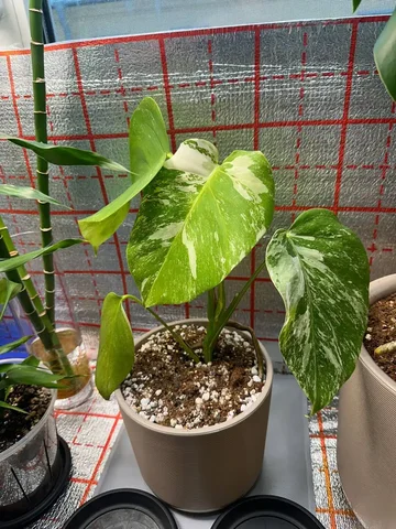 Продажа Монстеры Альба без горшка - Кальяны и аксессуары в Санкт-Петербург