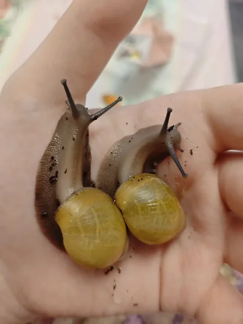 Продажа моллюсков Иктерика и Овум в Санкт-Петербурге - Хобби и отдых в Санкт-Петербург