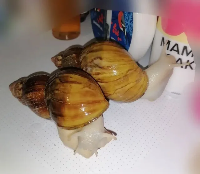 Фулики (улитки) ищут новых хозяев в Санкт-Петербурге - Улитки в Санкт-Петербург