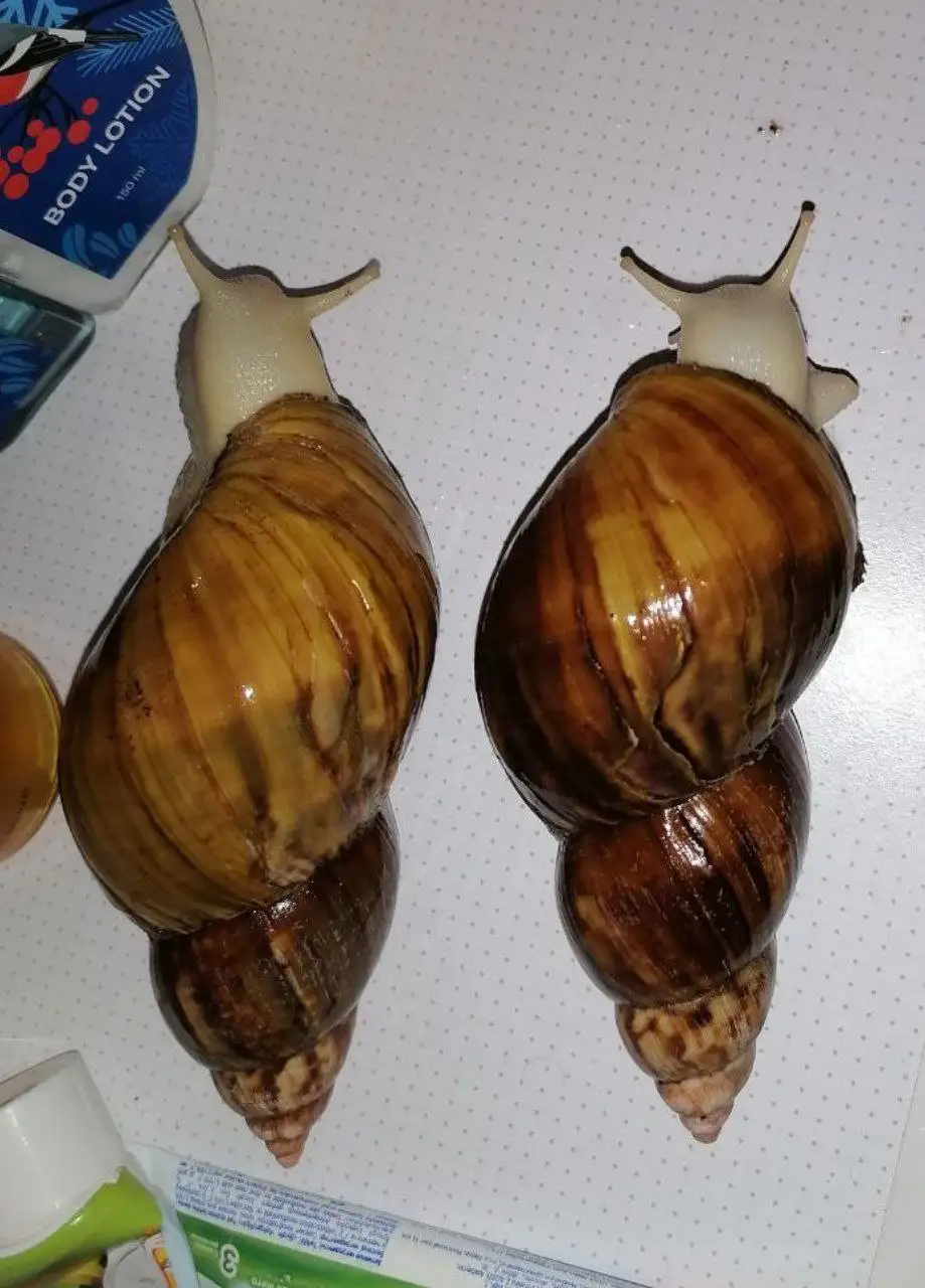 Фулики (улитки) ищут новых хозяев в Санкт-Петербурге - Улитки (Животные) в Санкт-Петербург