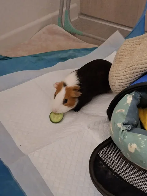 Морская свинка Филя ищет новый дом - частное объявление в Санкт-Петербург