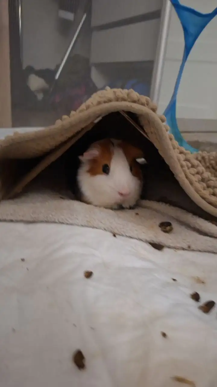 Морская свинка Филя ищет новый дом - Морские свинки (Животные) в Санкт-Петербург