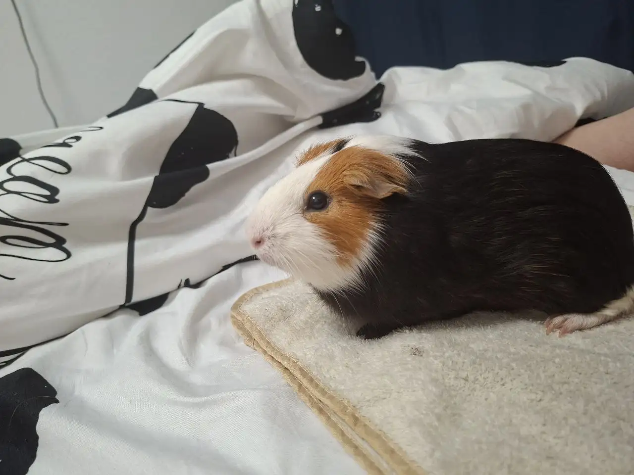 Морская свинка Филя ищет новый дом - Морские свинки (Животные) в Санкт-Петербург