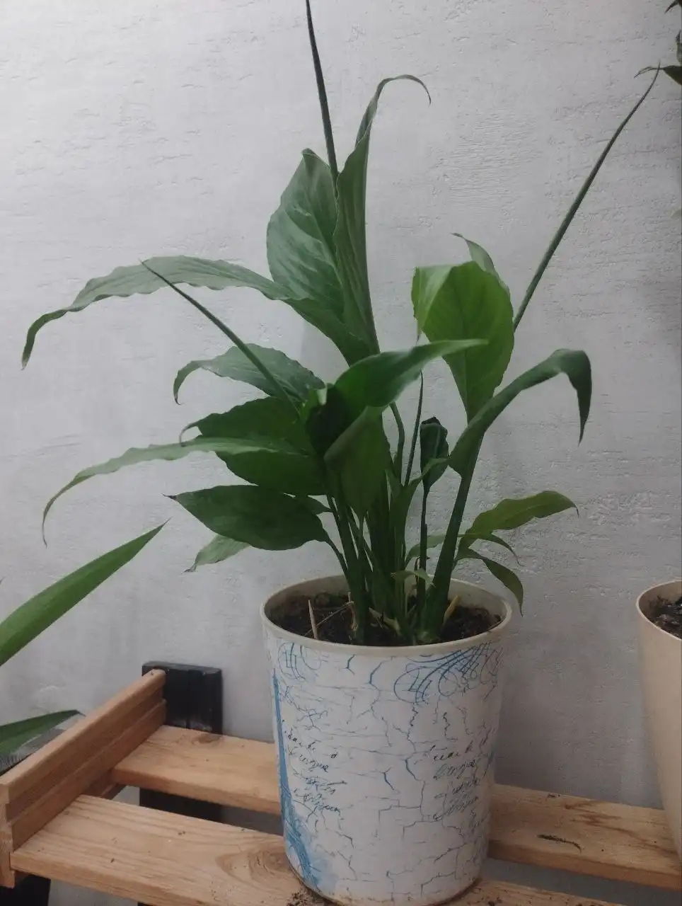 Продажа спатифиллума с горшком
