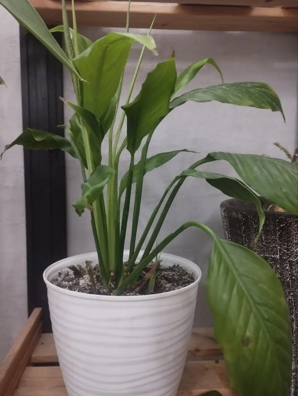 Продажа спатифиллума с горшком