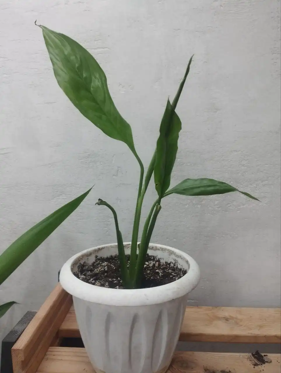 Продажа спатифиллума с горшком