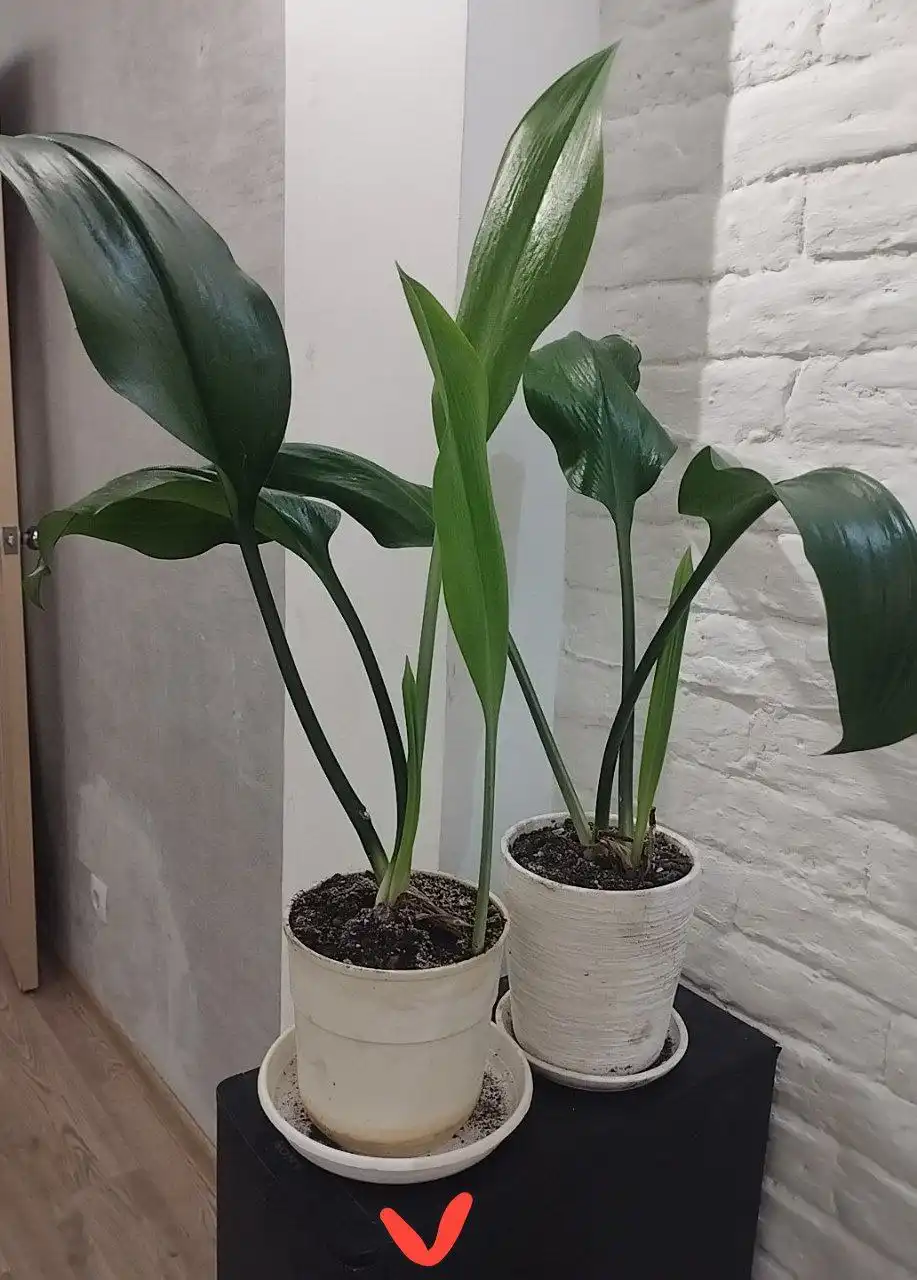 Продам комнатный цветок стрелиция в горшке