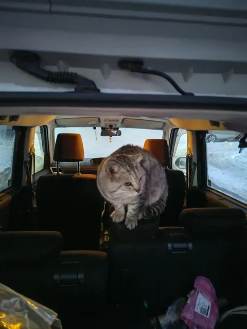 Потерянный кот в Томске - частное объявление в Томск