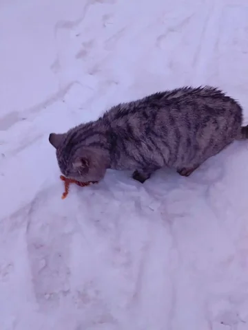 Котик на речном - частное объявление в Томск