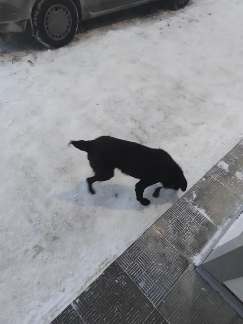 Потерялся пёс в районе Б25 Томска - Животные в Томск