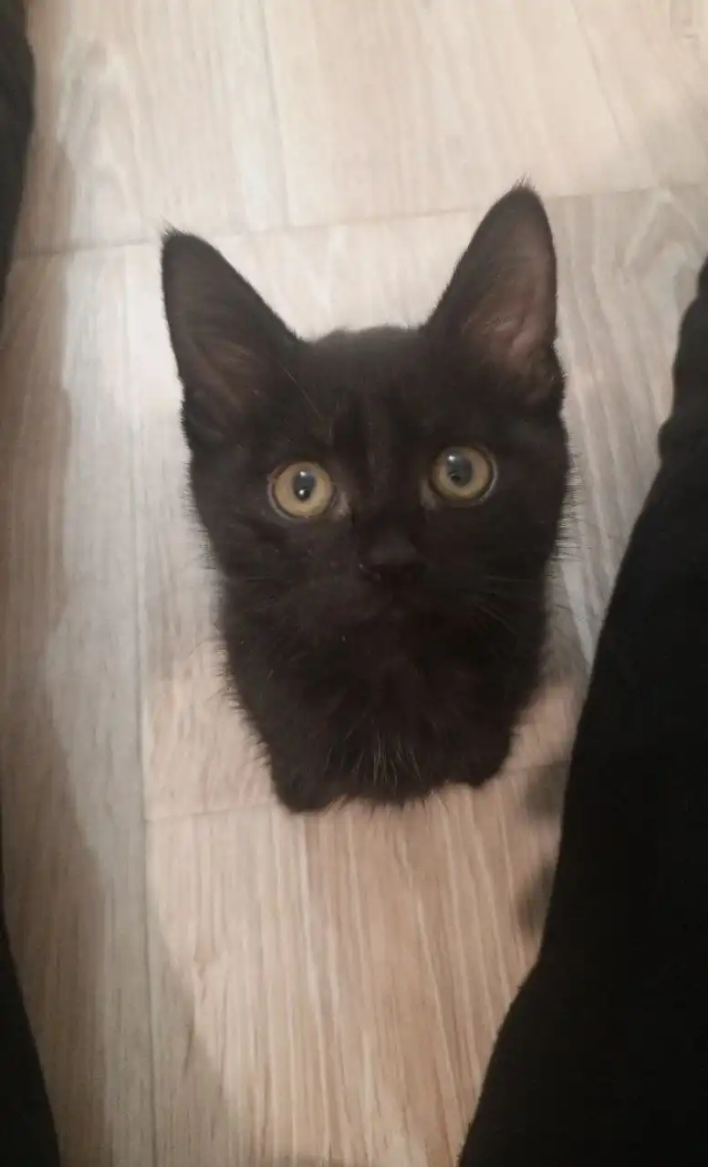 Девочка котёнок ищет семью