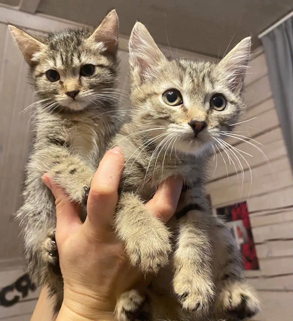 Котята с помойки ищут дом