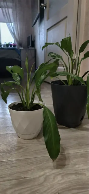 Продажа отростков спатифиллума - Барахолка в Томск