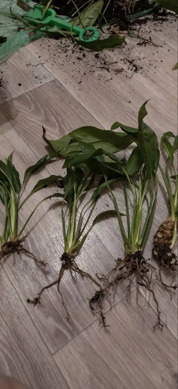 Продажа отростков спатифиллума