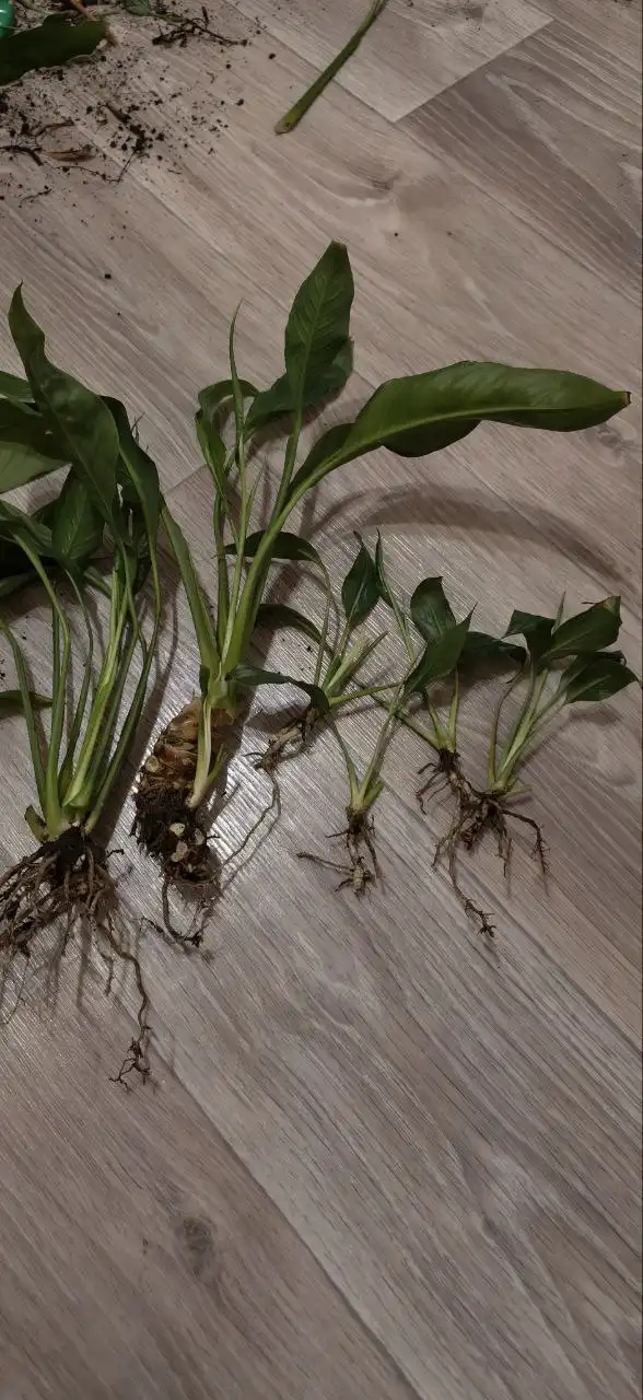 Продажа отростков спатифиллума