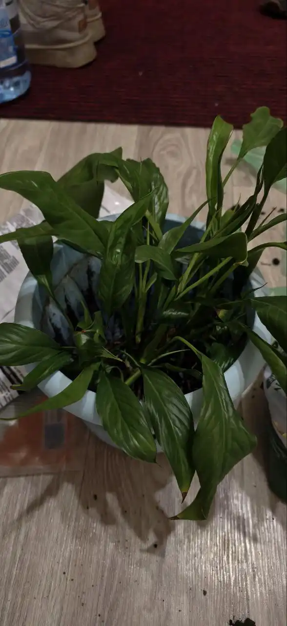 Продажа отростков спатифиллума