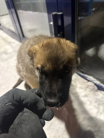 Кот на улице на Подгорной 87 в Томске - Кошки в Томск