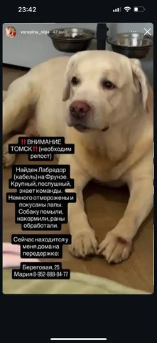 Найден пес в Томске - Кошки в Томск