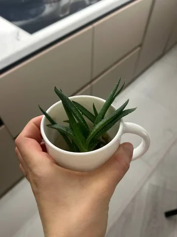 Отдам росточки Алоэ - Барахолка в Томск