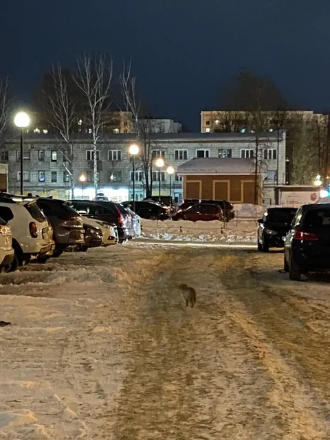 Потеряшка - Барахолка в Томск