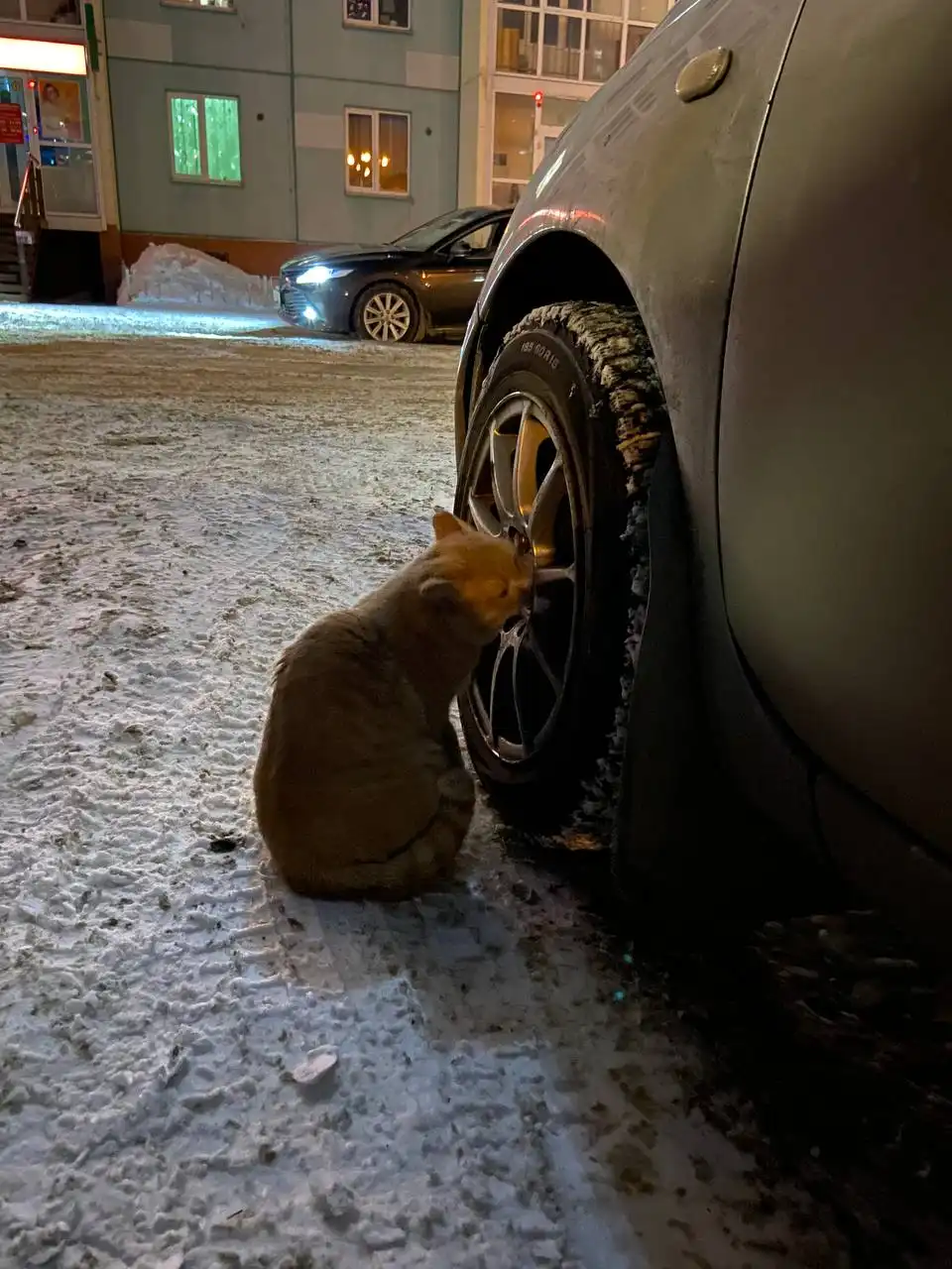 Потеряшка - Барахолка в Томск