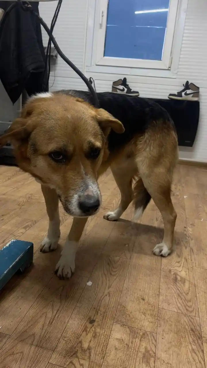 Автодорожный Округ Кобель 815183