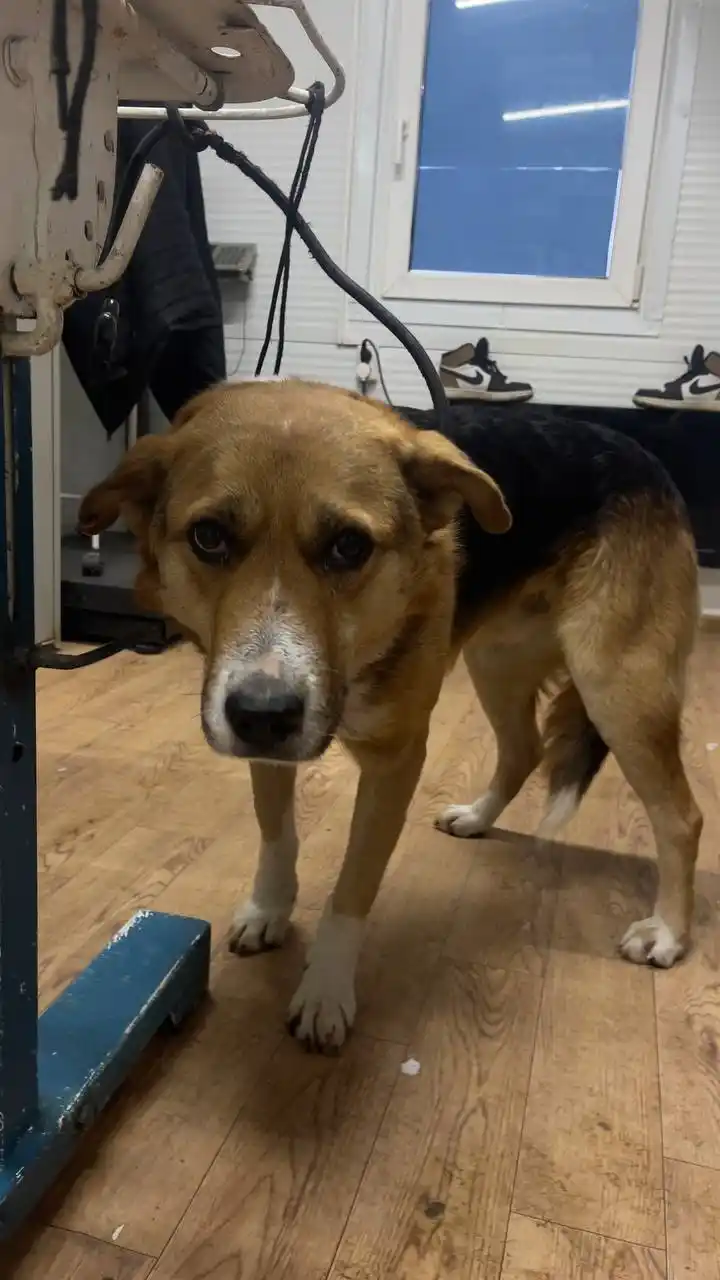 Автодорожный Округ Кобель 815183