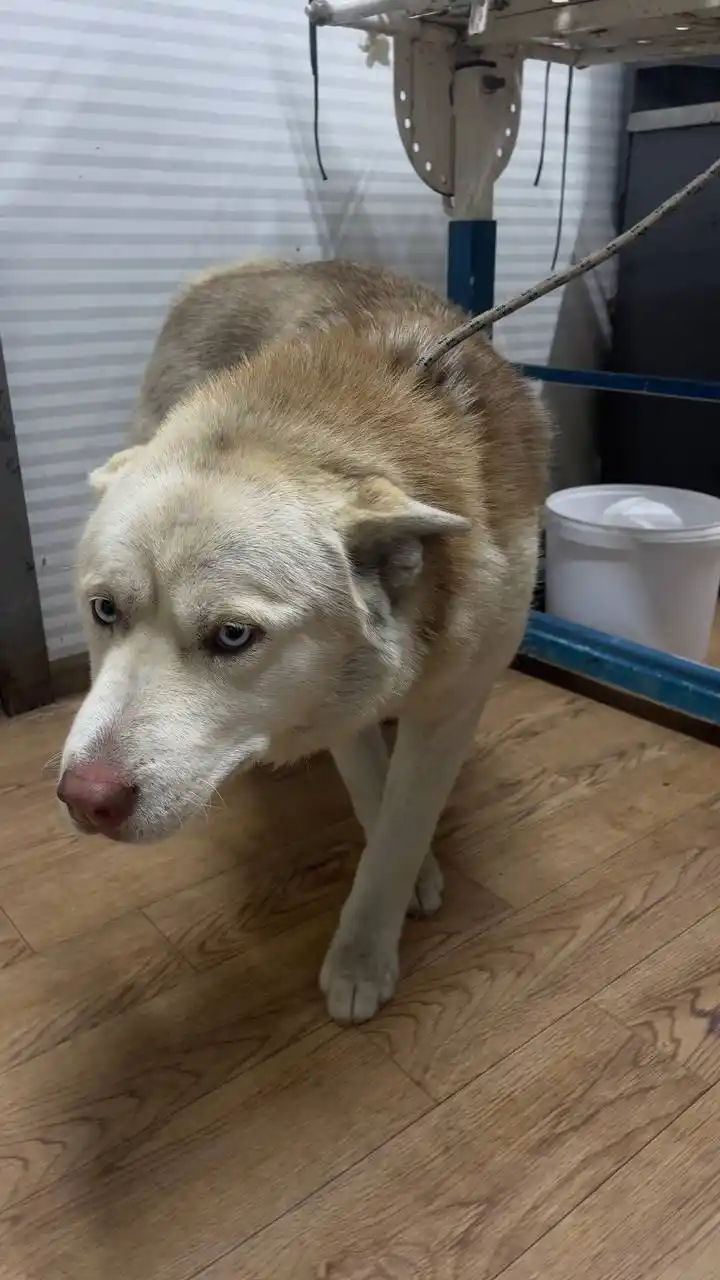 Автодорожный округ Якутск