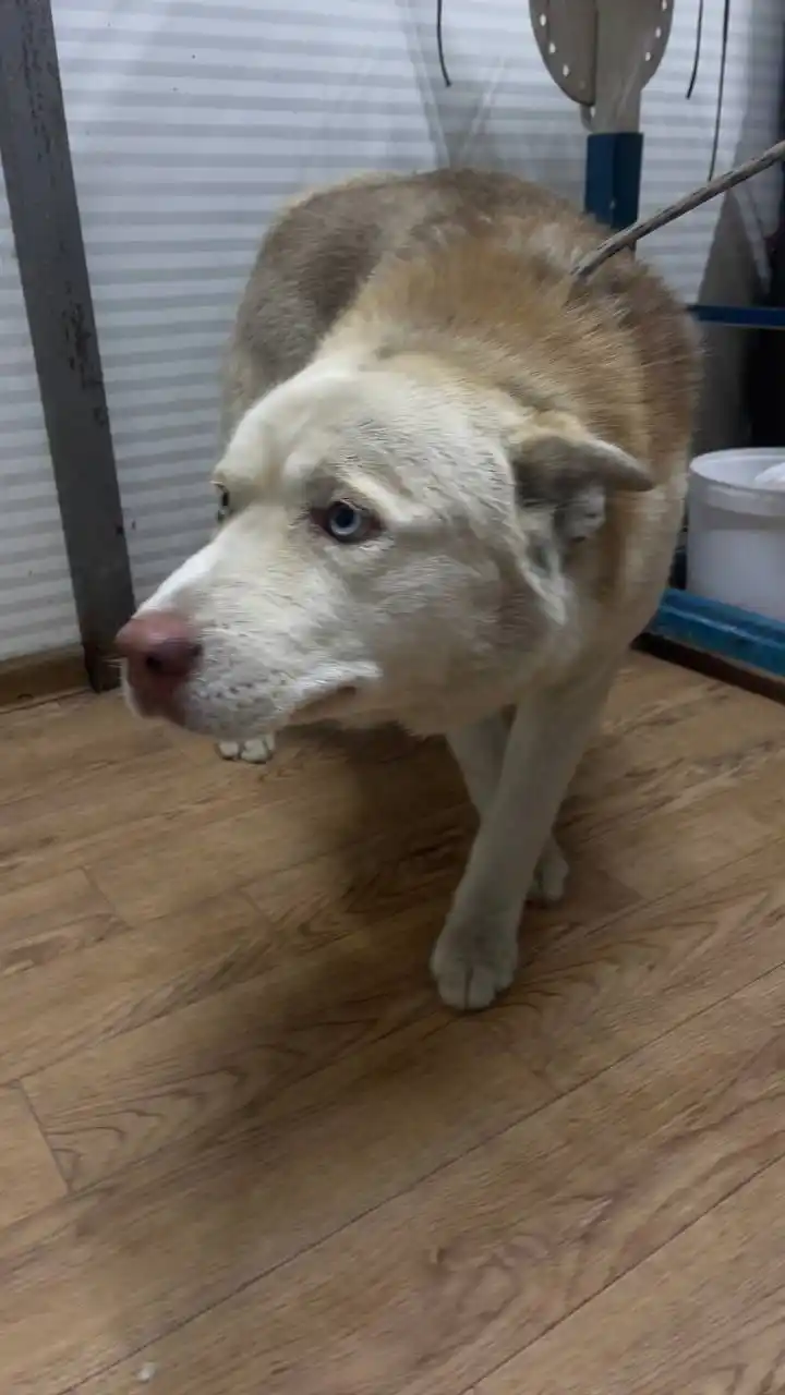 Автодорожный округ Якутск