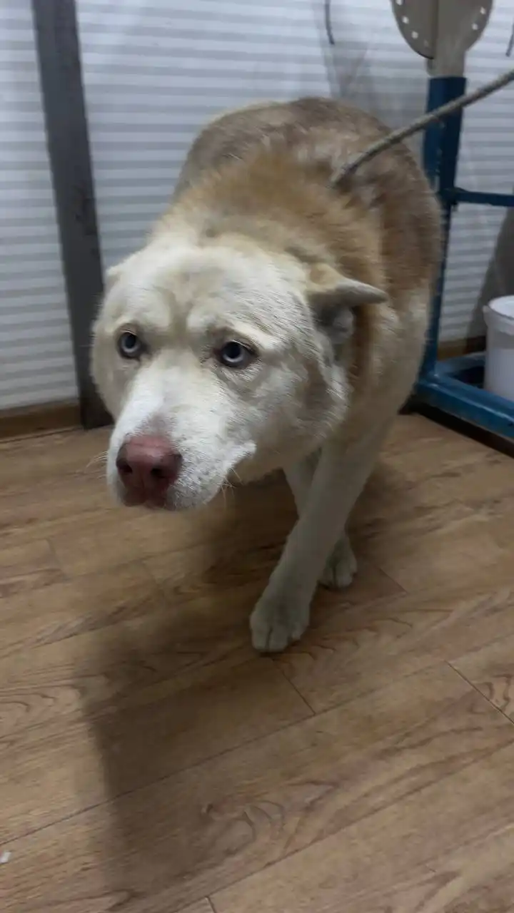 Автодорожный округ Якутск