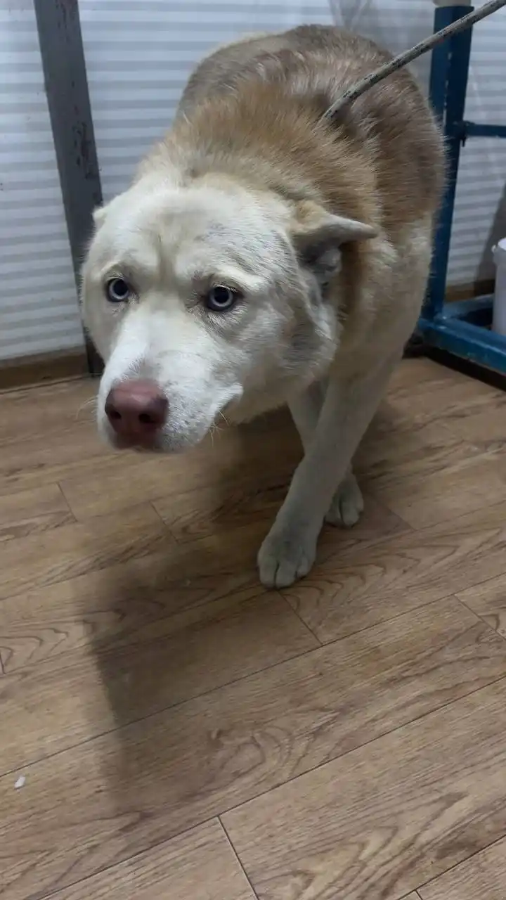 Автодорожный округ Якутск