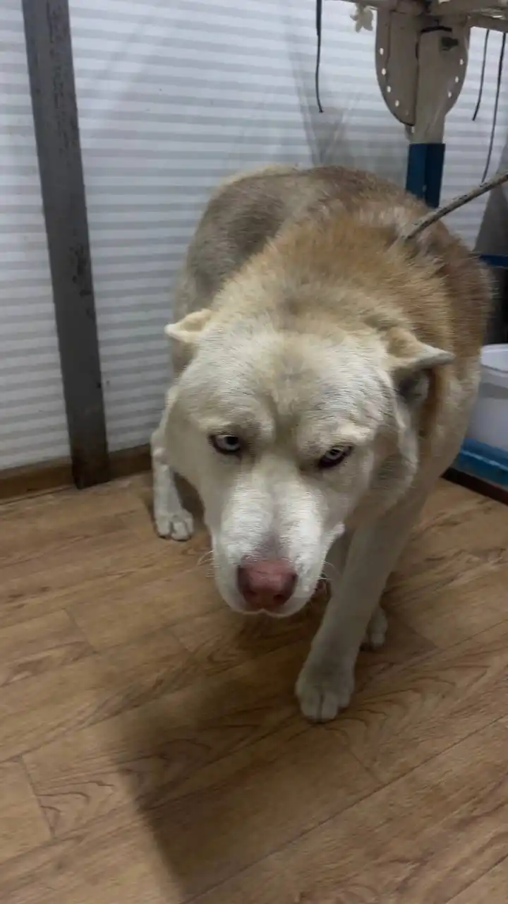 Автодорожный округ Якутск