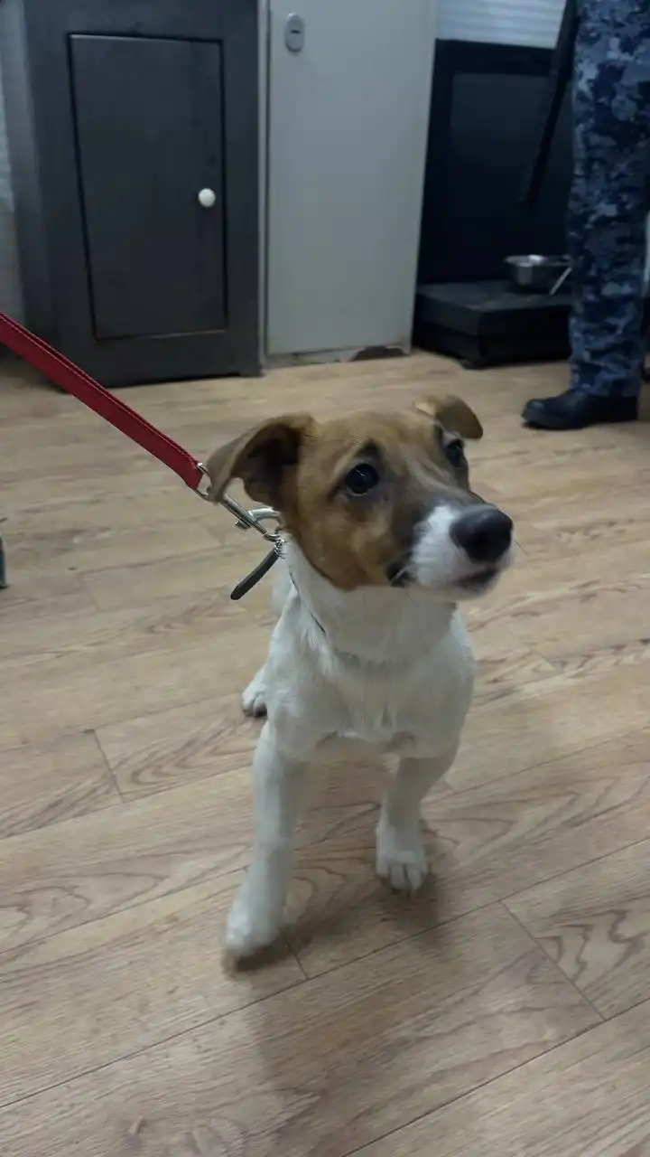 Автодорожный округ кобель 815213