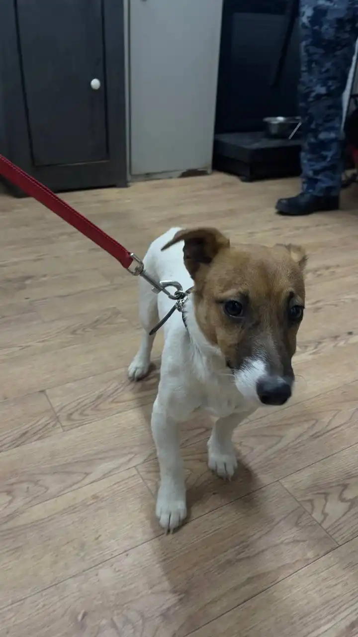 Автодорожный округ кобель 815213