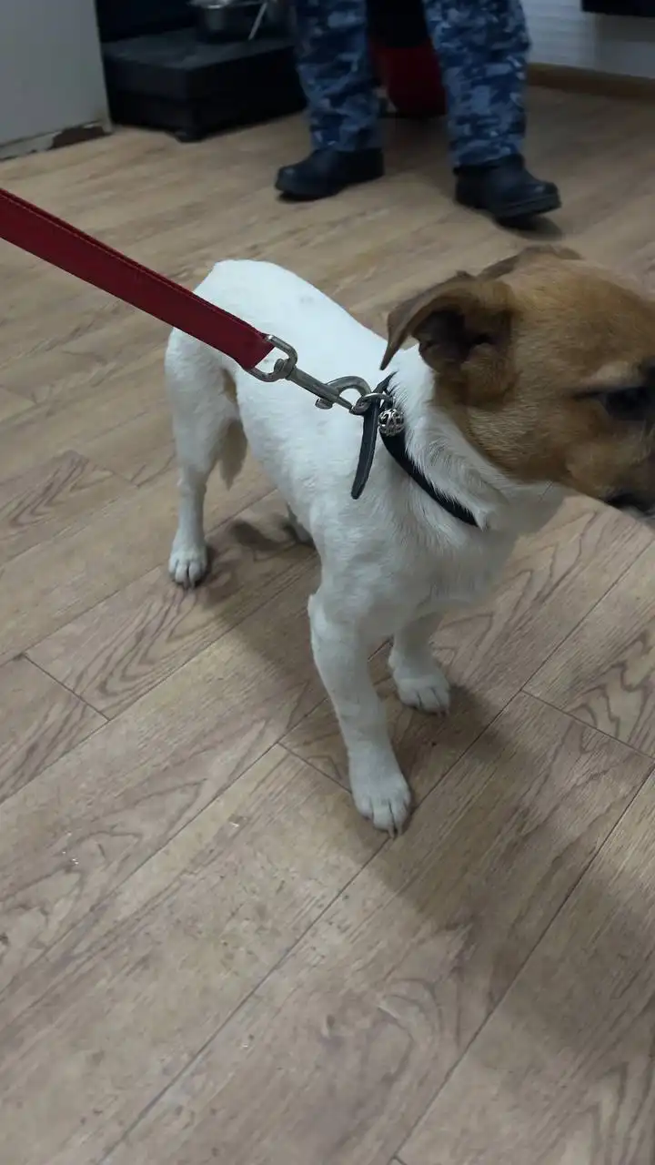 Автодорожный округ кобель 815213