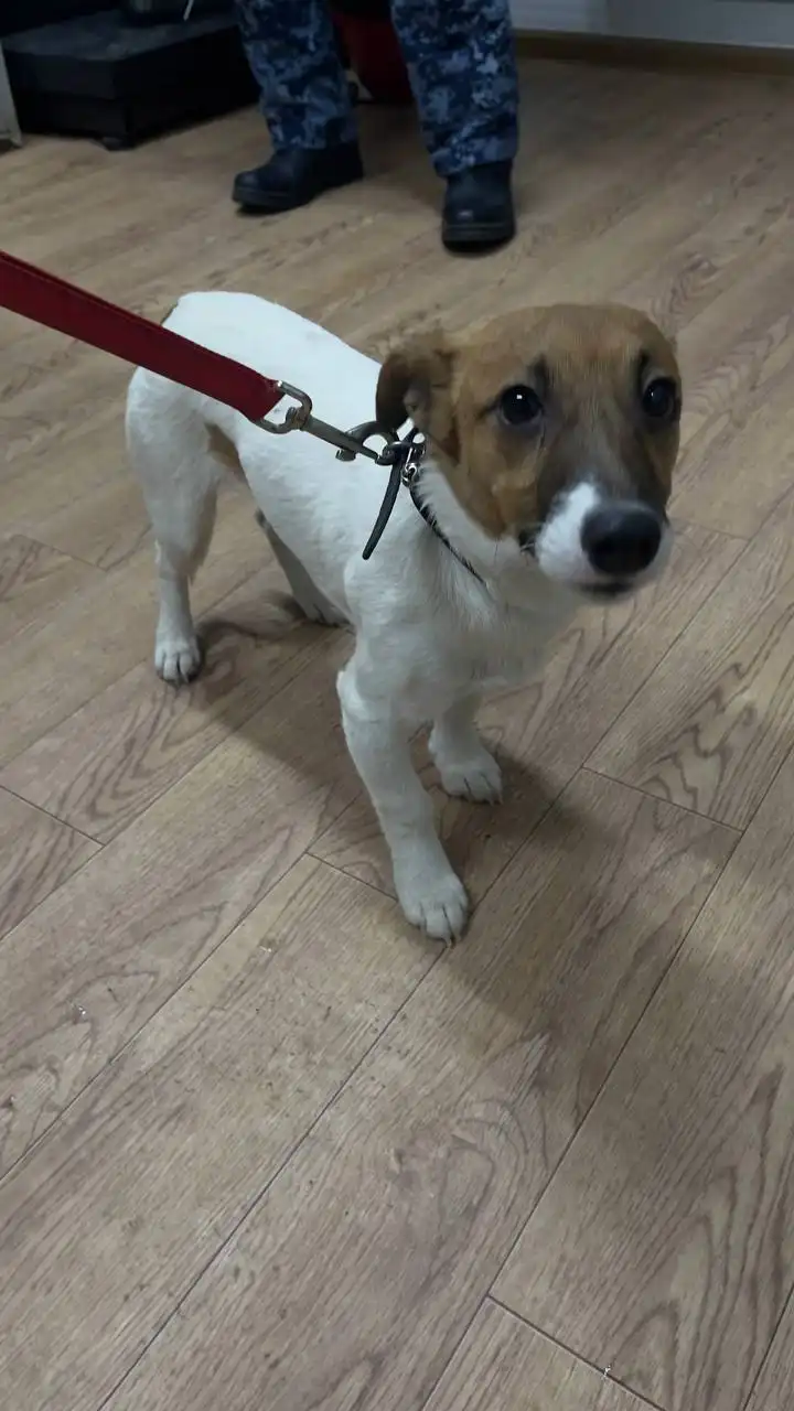 Автодорожный округ кобель 815213