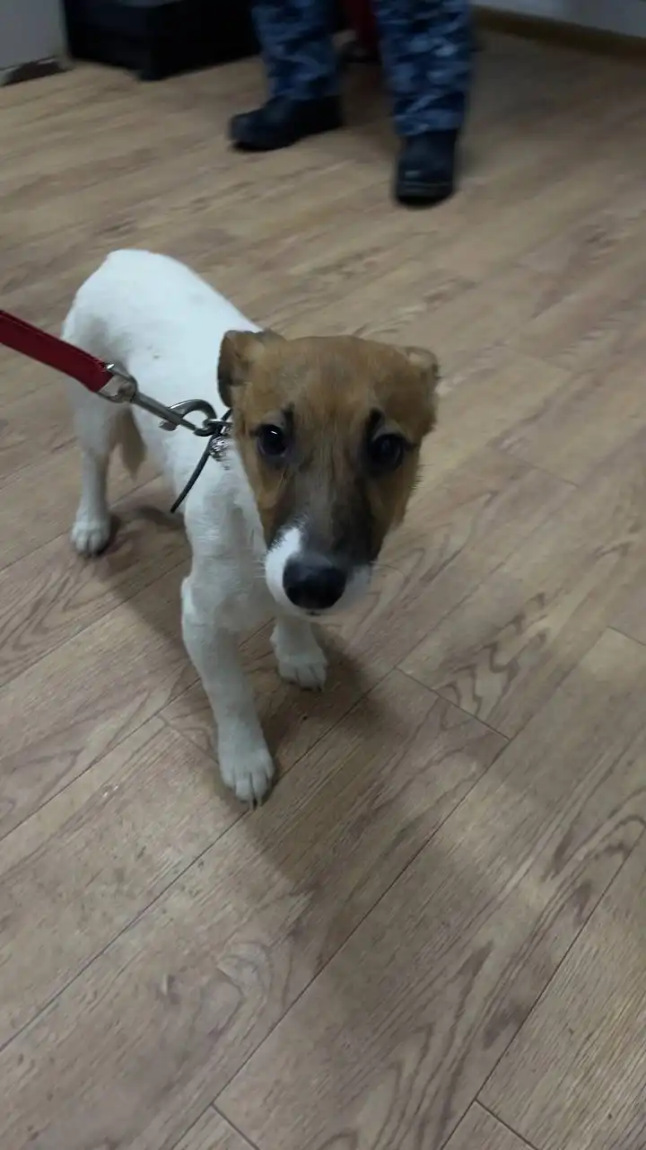 Автодорожный округ кобель 815213