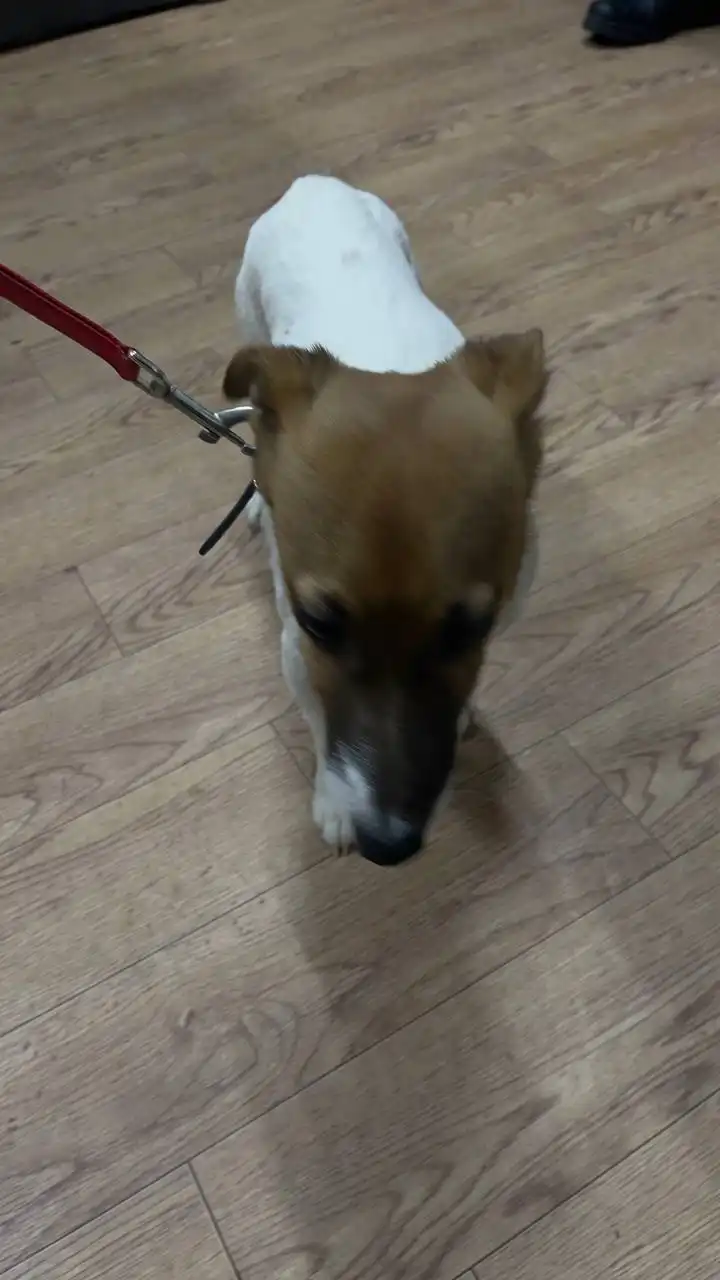 Автодорожный округ кобель 815213