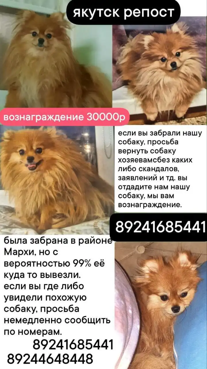 Потеряна собака Бусинка в Якутске, вознаграждение