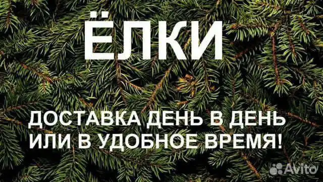 Живые ёлки на Новый год с доставкой