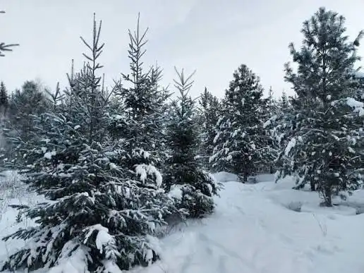 Незаконная рубка новогодней ёлки и штрафы