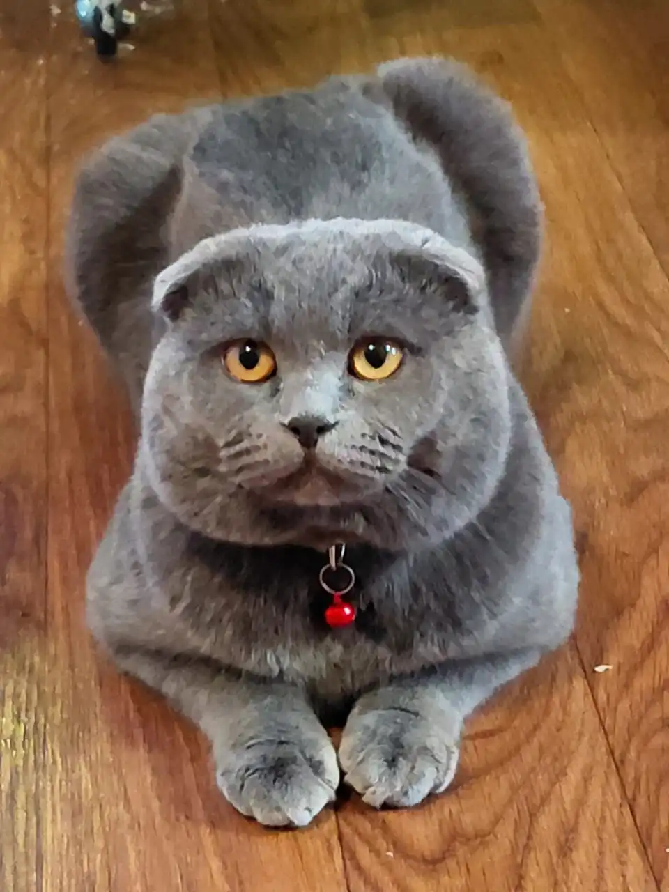 Отдадим британского кота Дымка в добрые руки