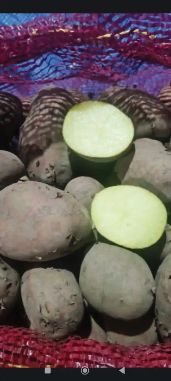 Продажа местного картофеля и овощей с Хангаласского улуса