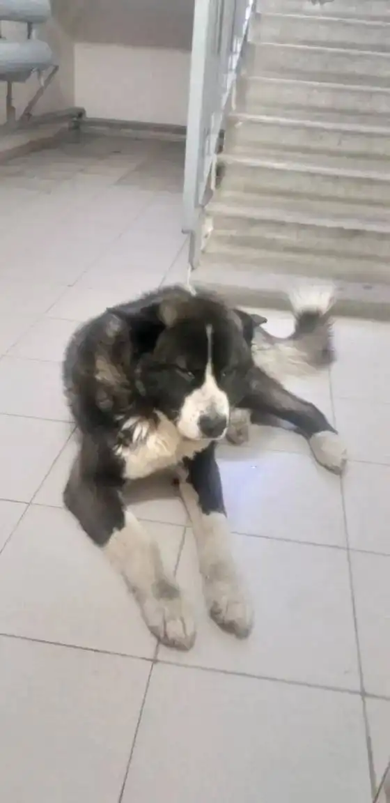 Найден пёс породы американская акита