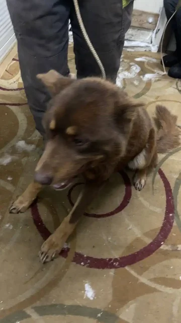 Автодорожный округ кобель 815985 - Продукты питания в Якутск