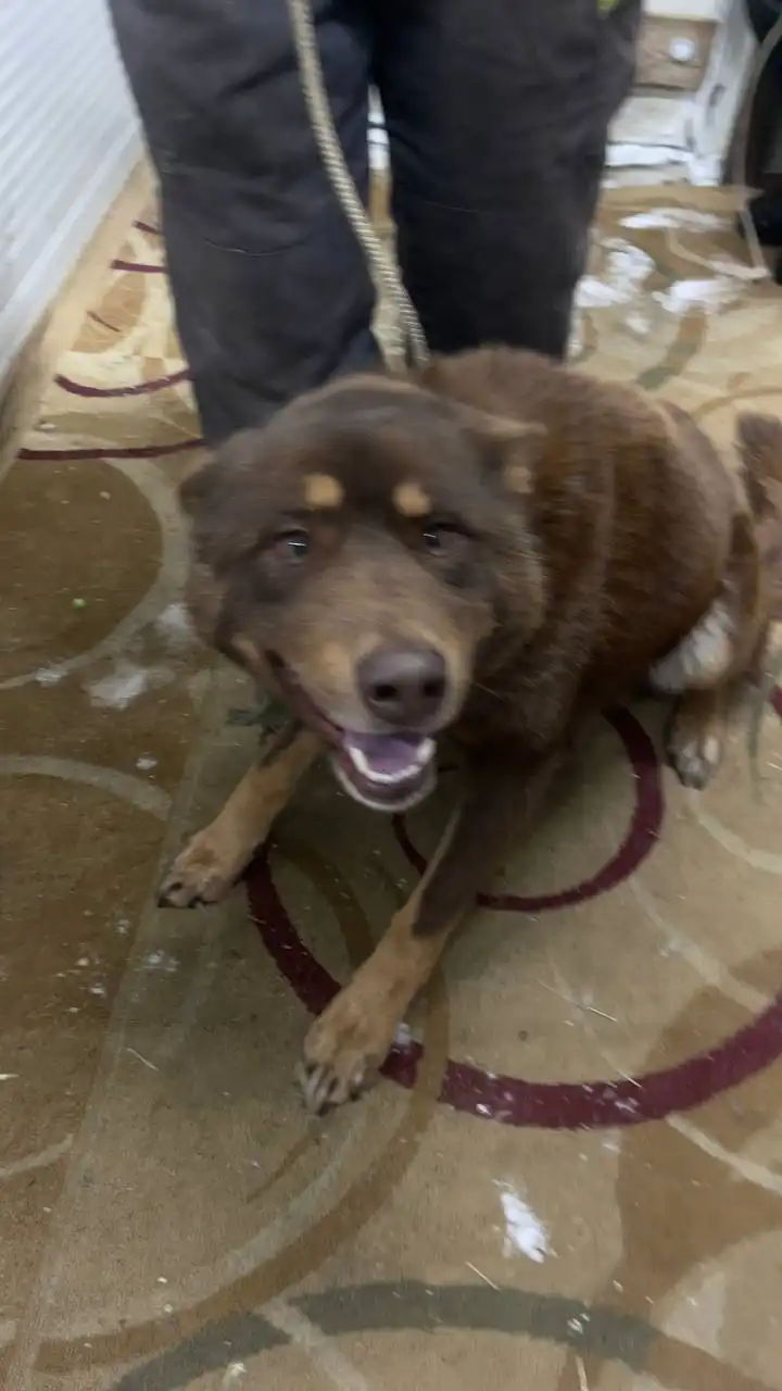 Автодорожный округ кобель 815985 - Барахолка в Якутск