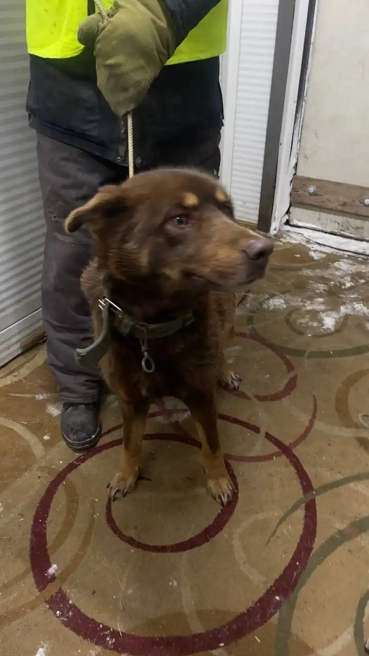 Автодорожный округ кобель 815985 - Барахолка в Якутск