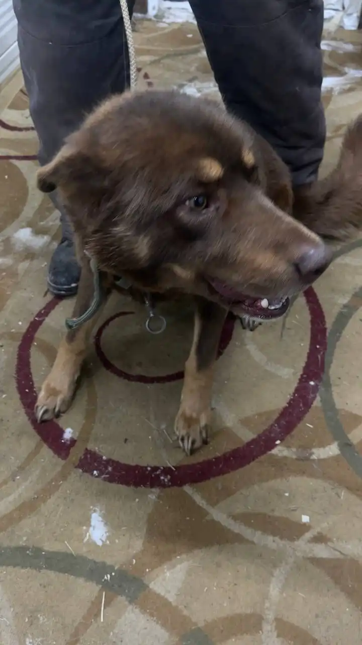 Автодорожный округ кобель 815985 - Барахолка в Якутск